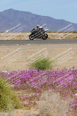 media/Mar-12-2023-SoCal Trackdays (Sun) [[d4c8249724]]/Turn 15 Inside Bloom (130pm)/